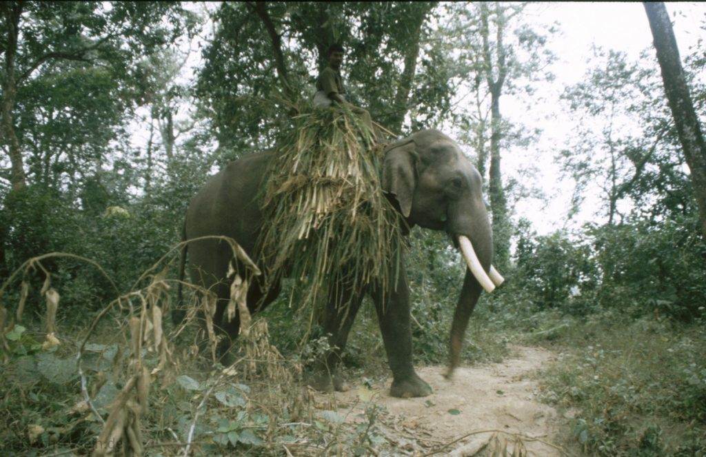 Nepal Elefant