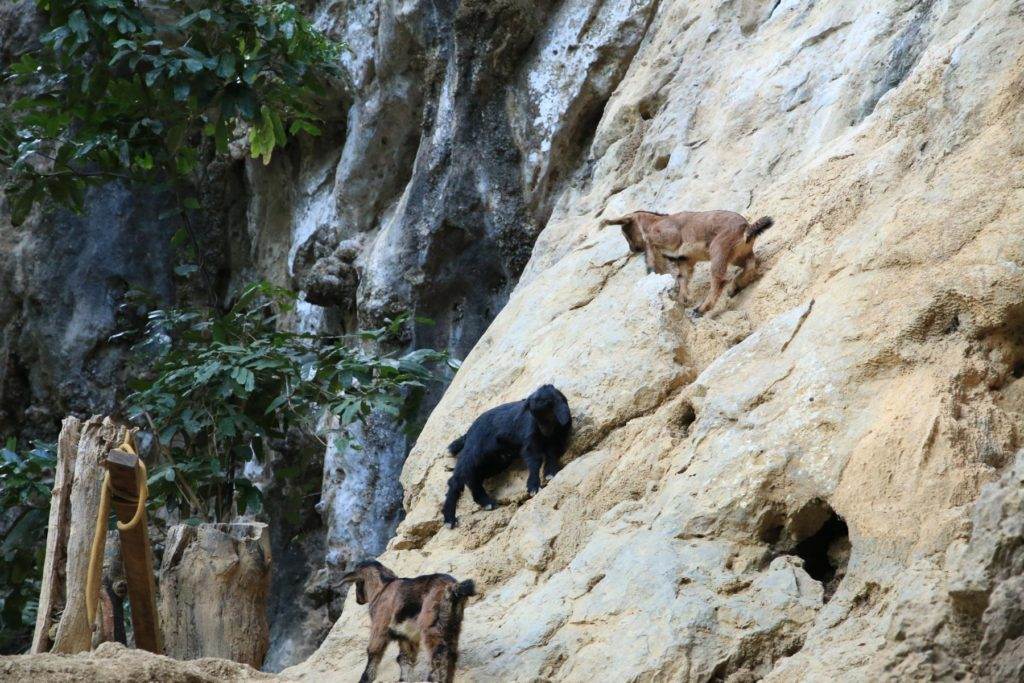 Ziegen im Klettergebiet