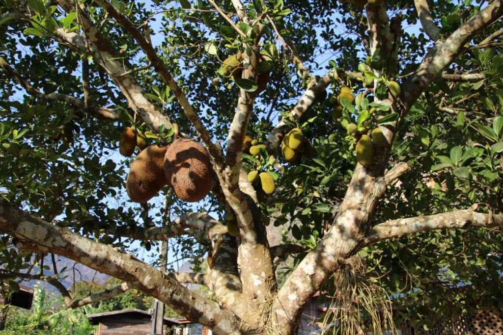 Jackfruit-Baum