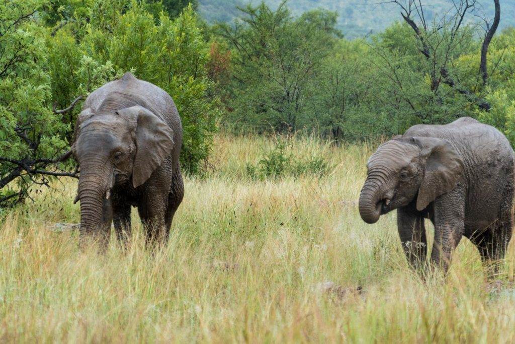 Elefant mit Nachwuchs