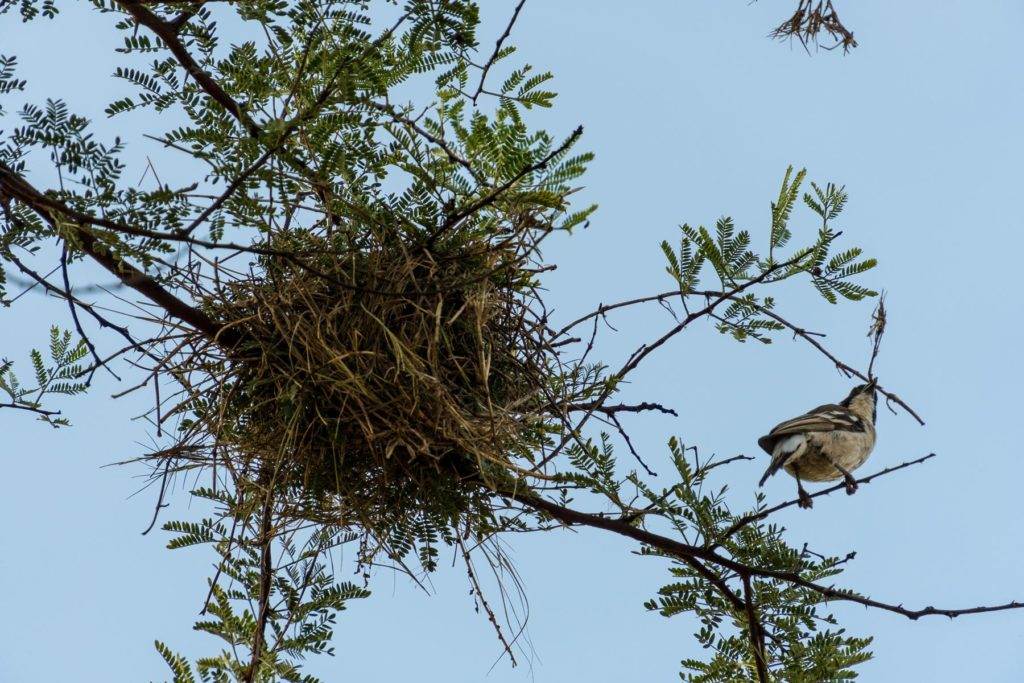 Nestbau