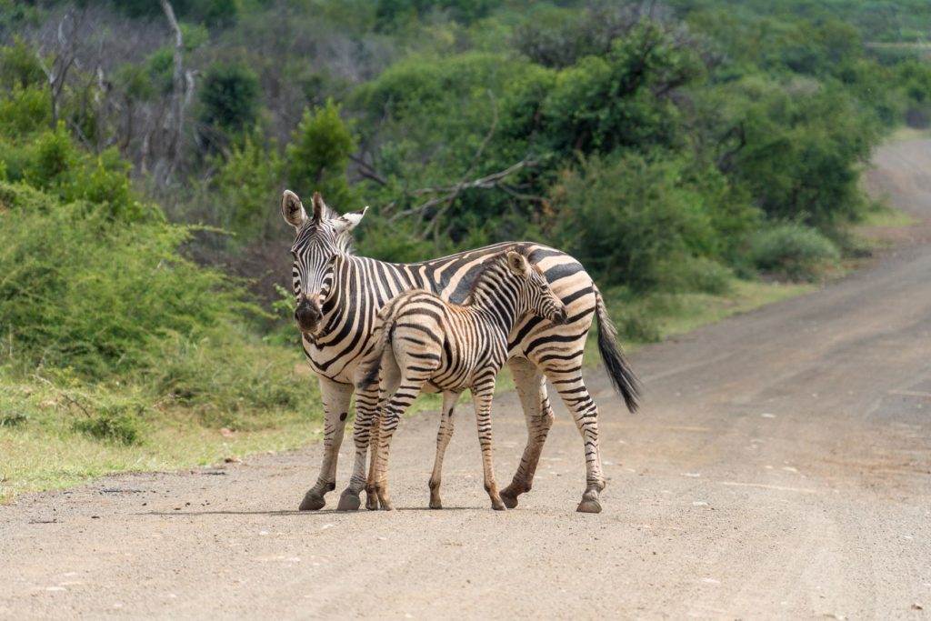 Zebra mit Baby