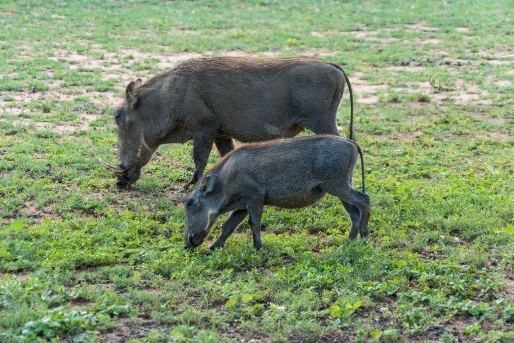 Warzenschweinfamilie