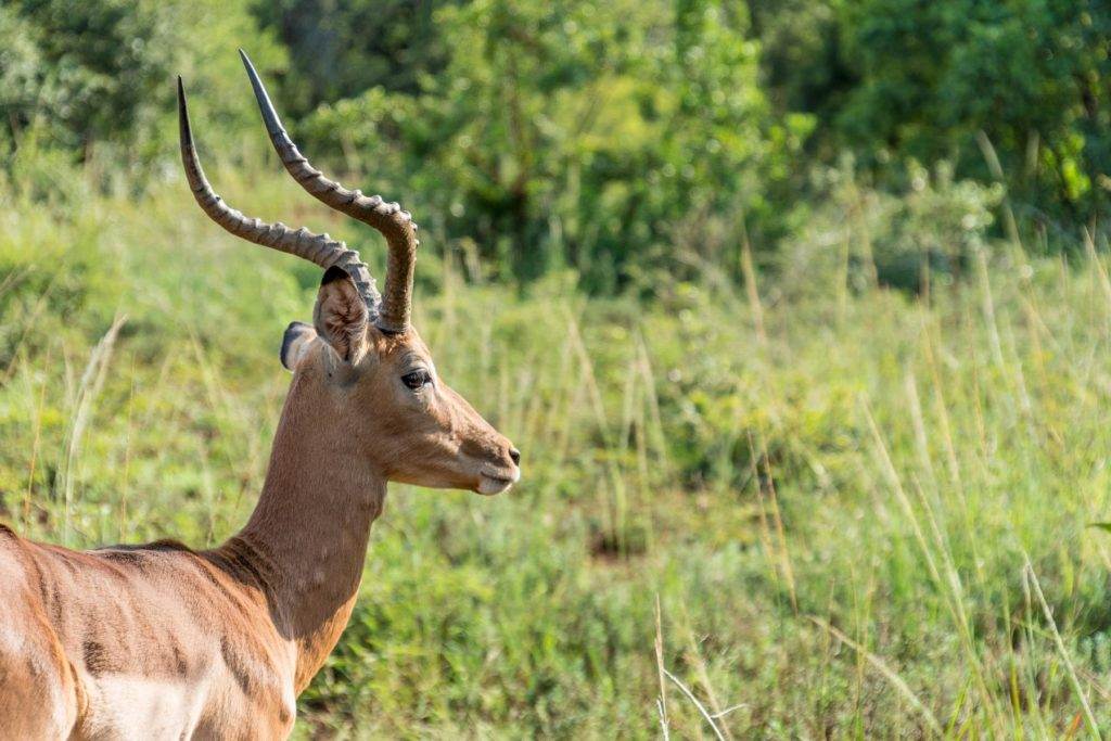 Impala