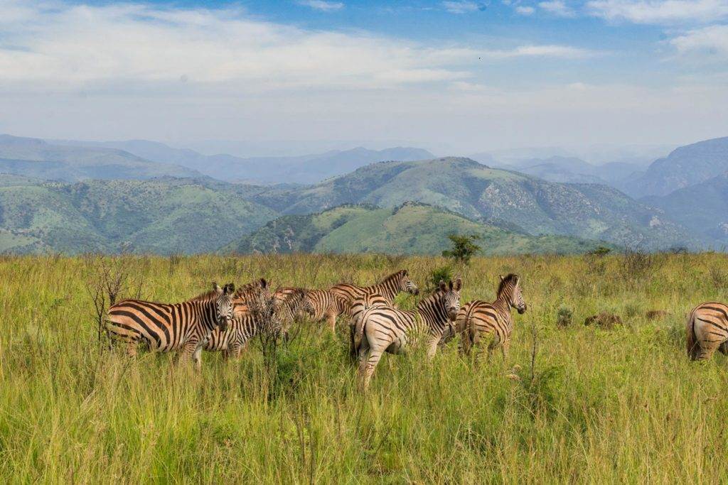 Zebras in Südafrika