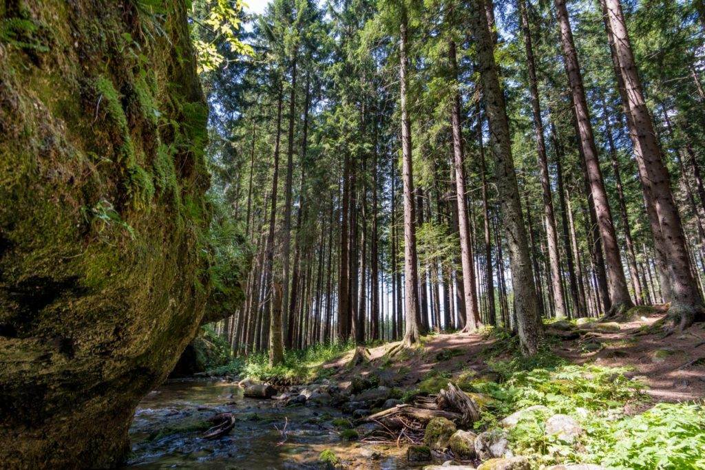 slowakische Wälder