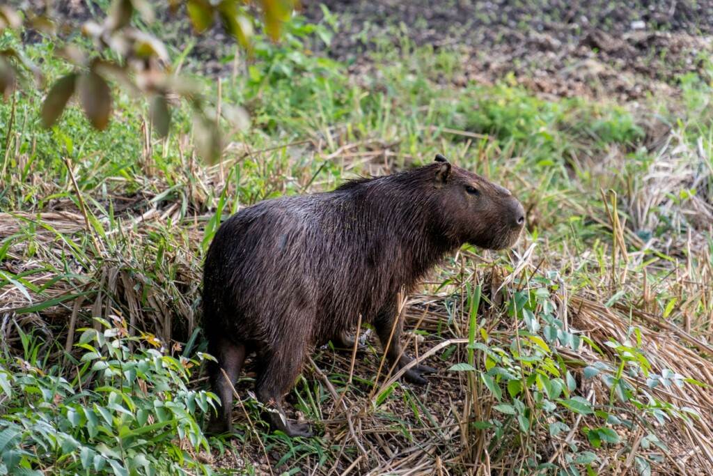 Wasserschwein / Capybara
