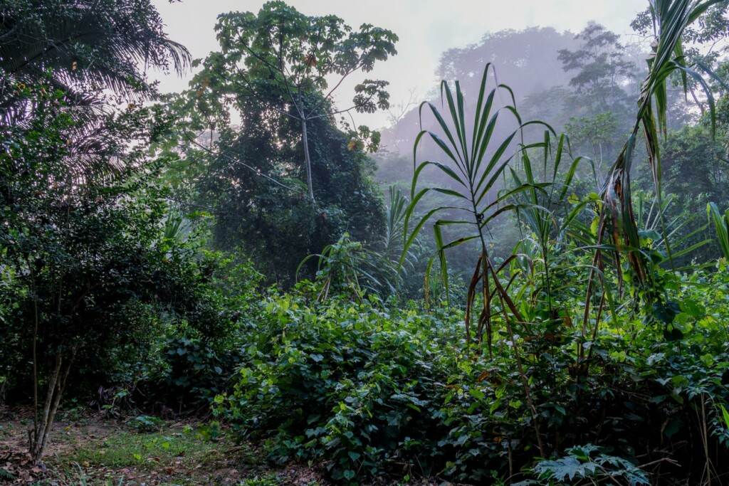 Morgenstimmung im Amazonas.