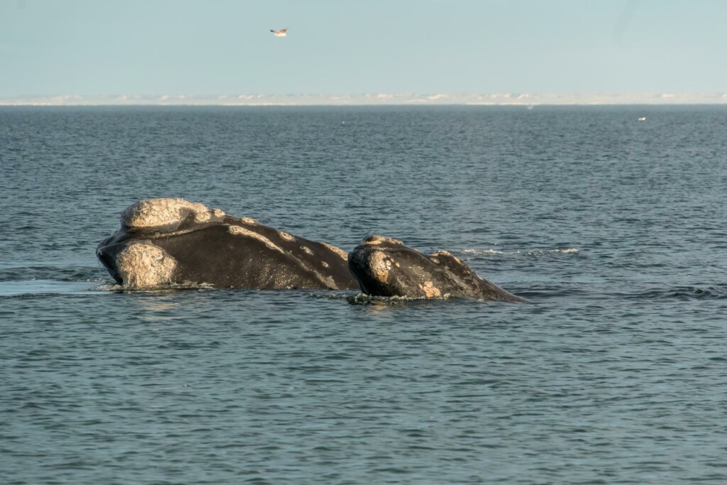 Whale Watching vom Strand aus.