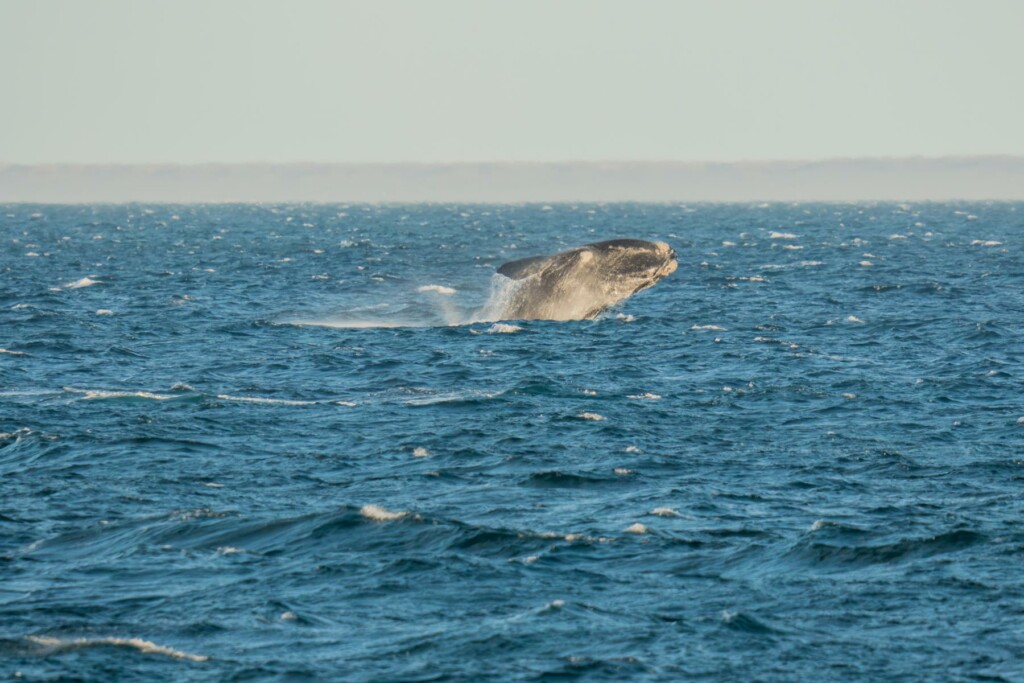 Springende Wale