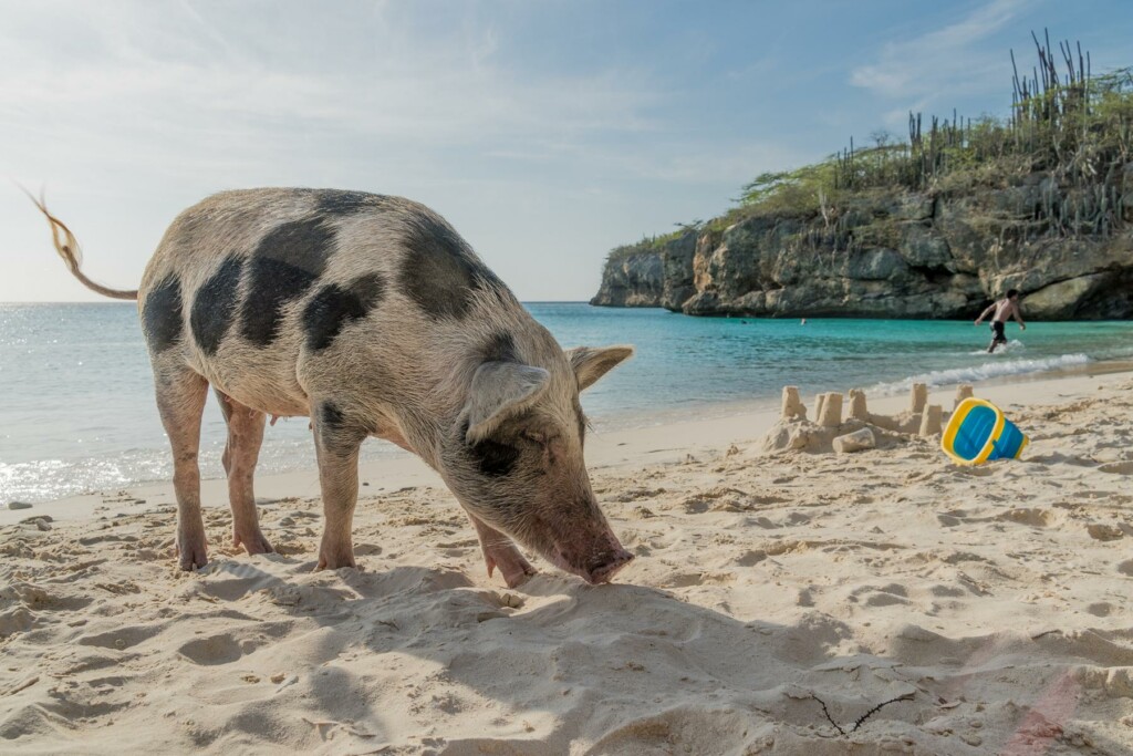 Ein Schwein am Strand