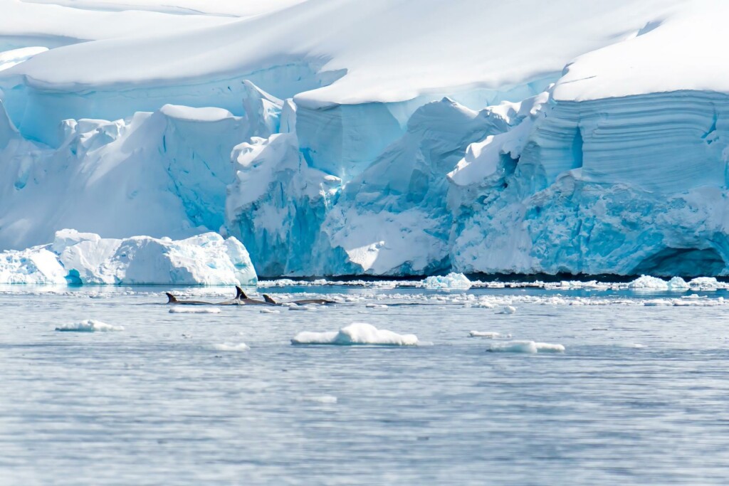 Orcas in der Antarktis