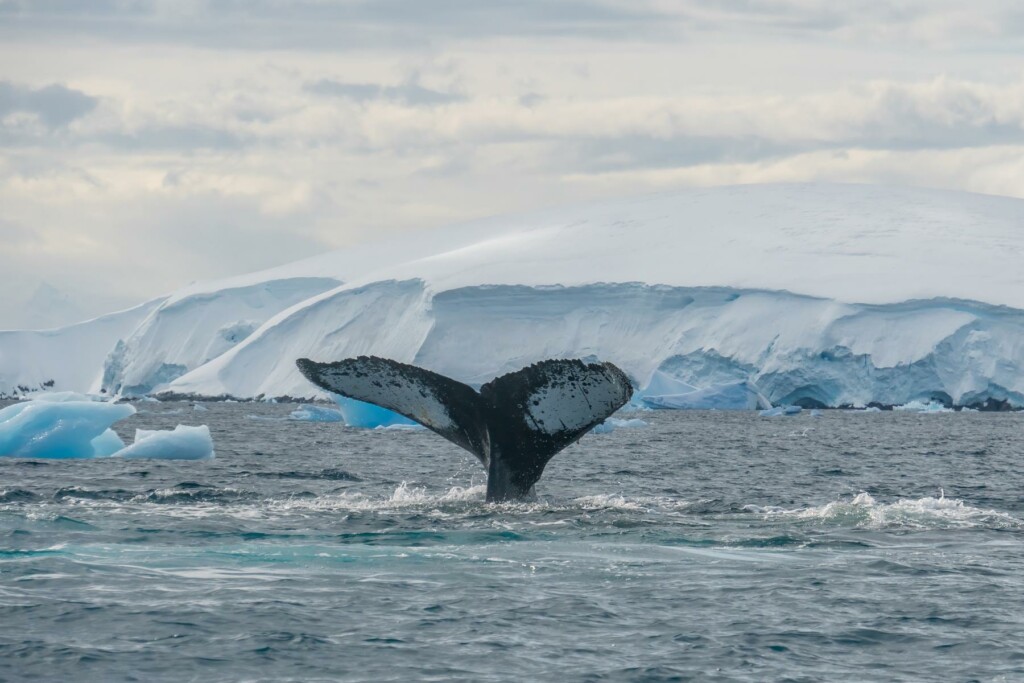 Wal in der Antarktis