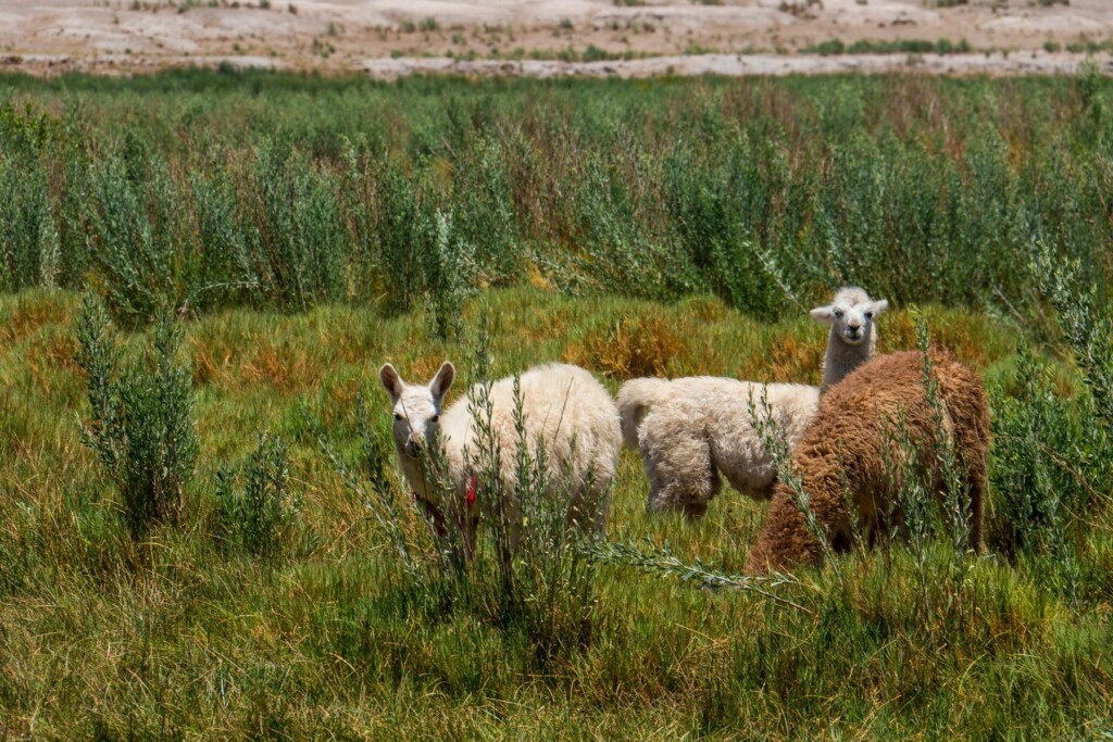 Lamas im Grünen