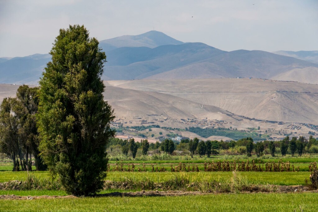 Reisfelder im Süden von Peru